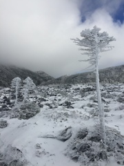 凍る木