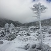 凍る木
