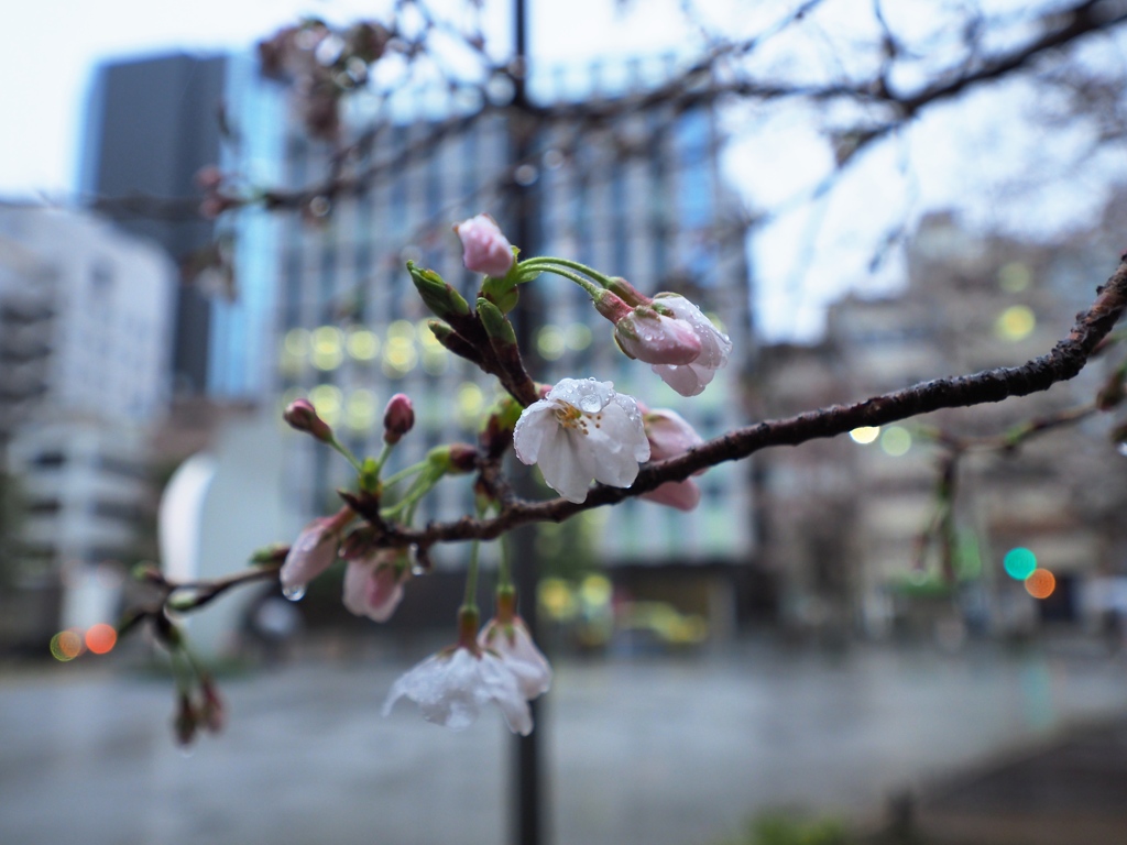春　ときどき雨