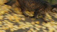 ねこ、まってくれ〜