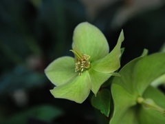 薄緑色の花？なのでしょうか