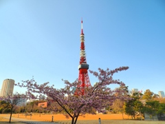 春を迎える東京タワー