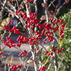 20171030茶臼山高原-5