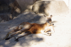 20171031東山動物園-4
