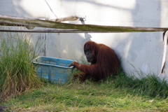 20171031東山動物園-5