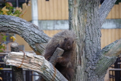 20171031東山動物園-6