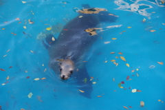 20171031東山動物園-2