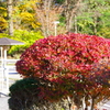 20171030茶臼山高原-1