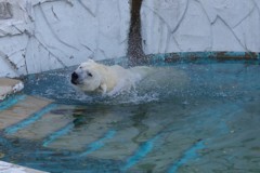 20171031東山動物園-3