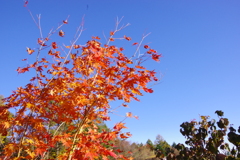 20171030茶臼山高原-6