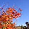 20171030茶臼山高原-6