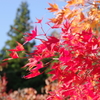 20171030茶臼山高原-4