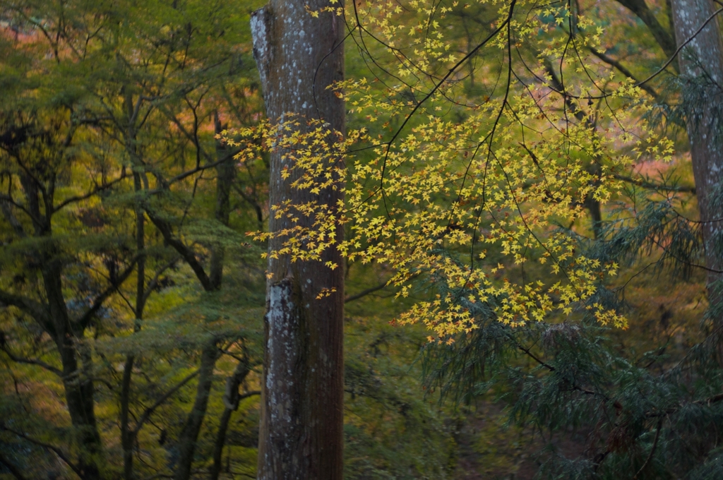 京都・紅葉04