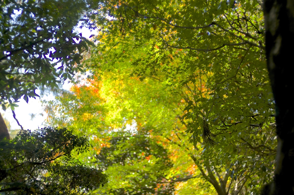 京都・紅葉06