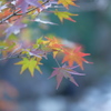 今年の紅葉…もう少し味わいたかった