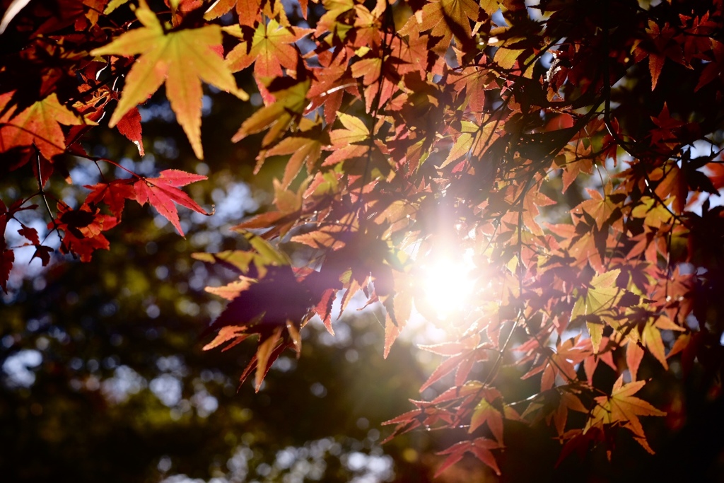 紅葉の輝き