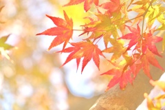 福岡の紅葉…まだまだ平地は、早いです＾＾