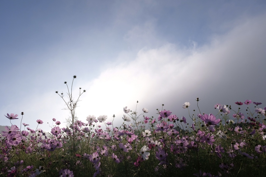 朝日を纏った雲たちと高原のコスモス花