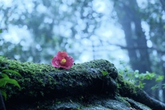 雨空と落ち花　宝満山