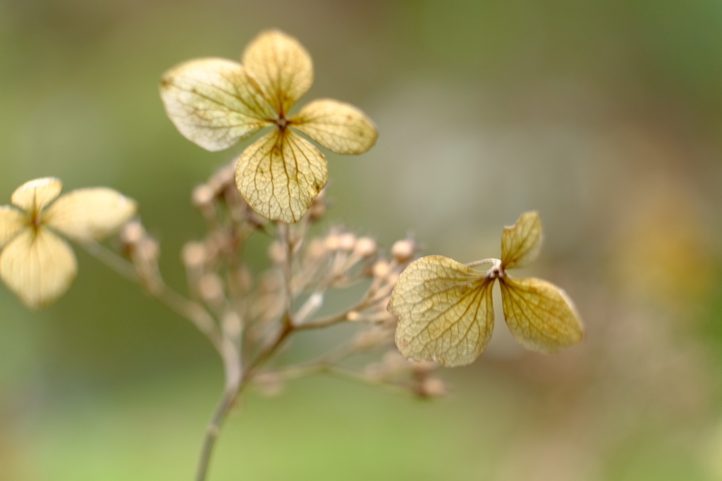 癒しの山紫陽花