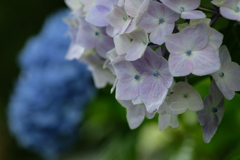 雨中の紫陽花