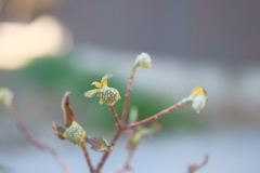 ミツマタの花　まだ蕾