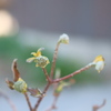 ミツマタの花　まだ蕾