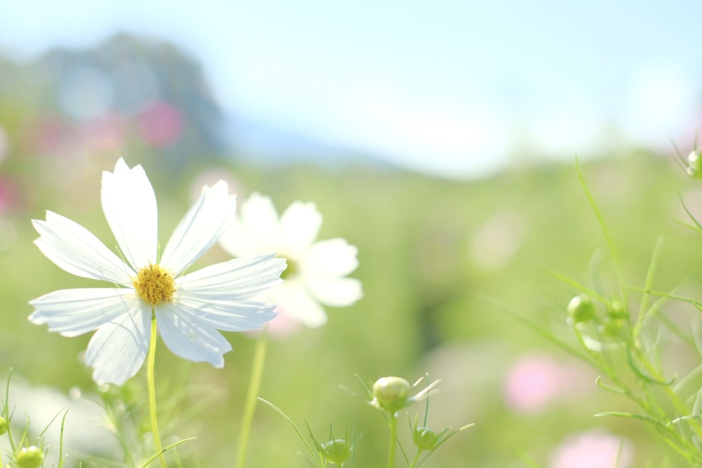 今年のコスモス…何と可愛い姿