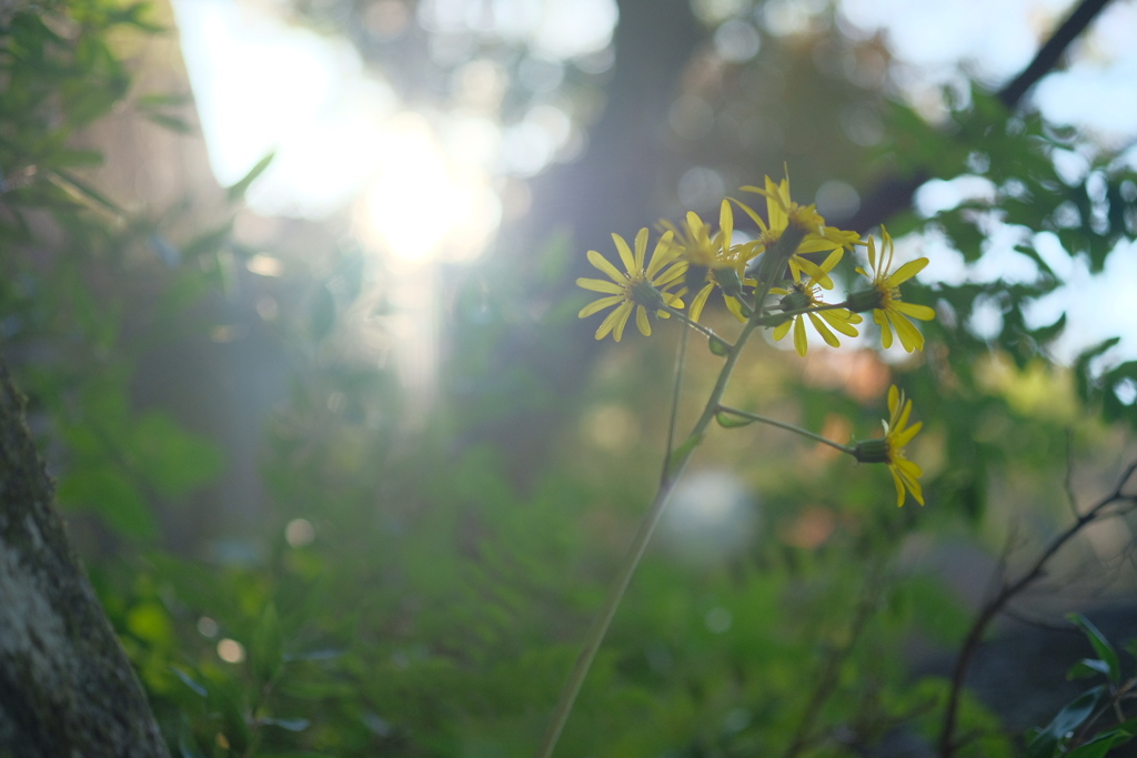 山道の花