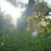 山道の花