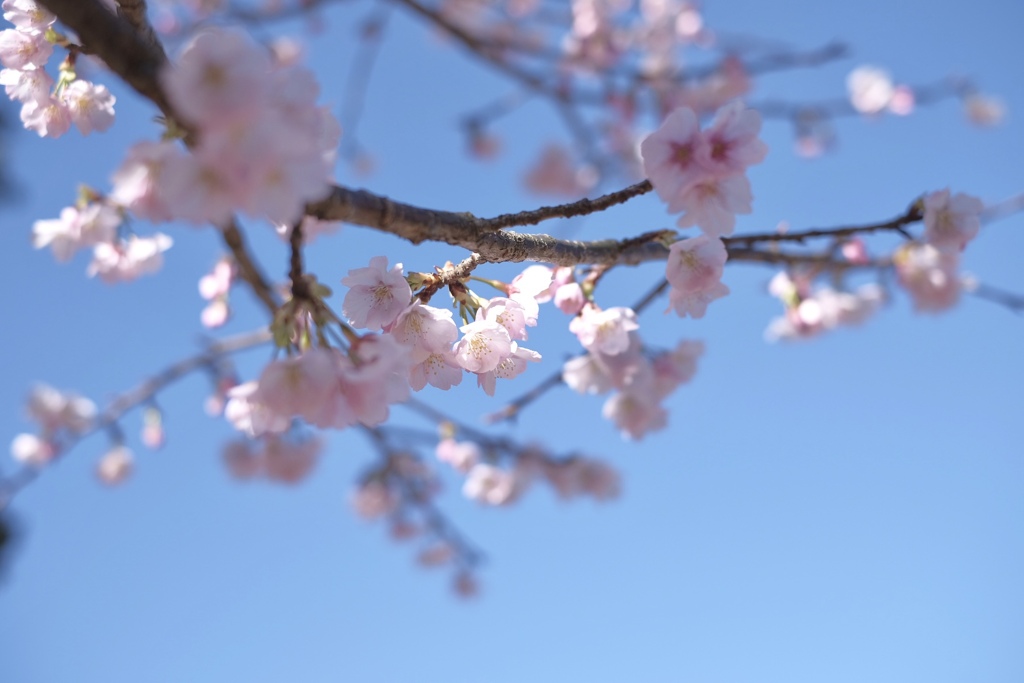 寒空の河津桜