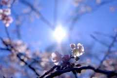 新宿御苑 寒桜の輝き