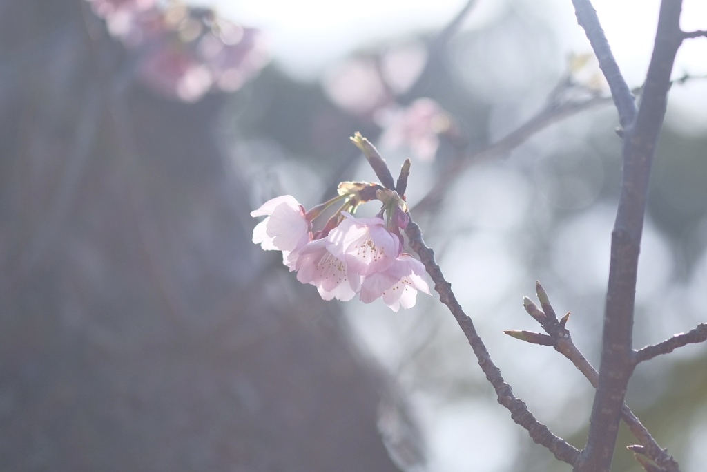 朝光を浴びる河津桜