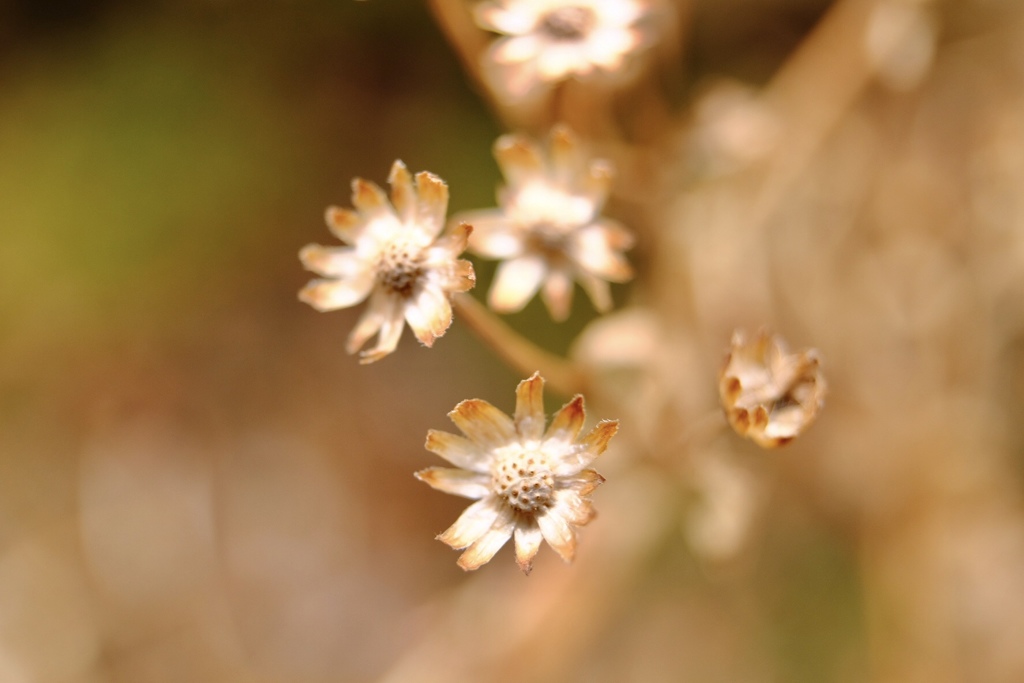 冬…枯れても尚、輝くお花