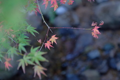 今年は、紅葉がゆっくり＾＾