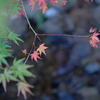 今年は、紅葉がゆっくり＾＾