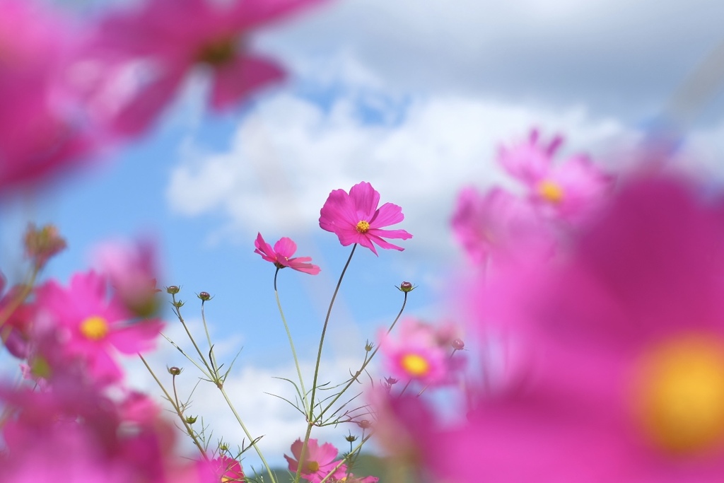 わぁ…秋の空と秋桜　癒し