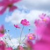 わぁ…秋の空と秋桜　癒し
