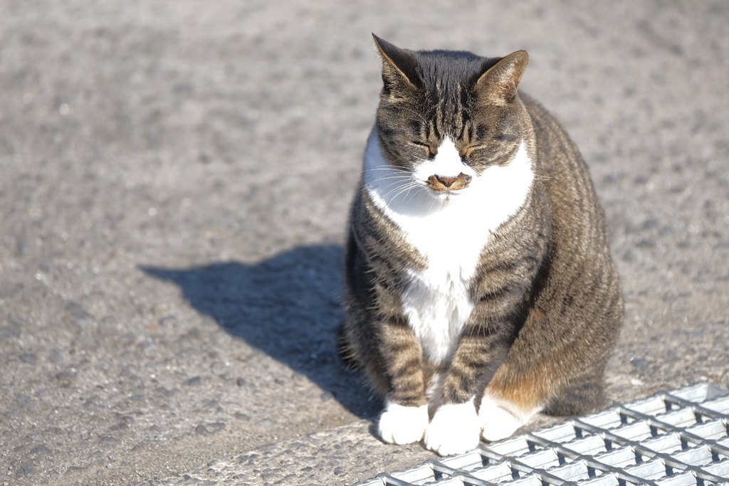 日向ぼっこ…気持ち良さそう