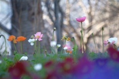 真冬にポピーの花？