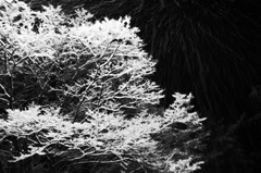 初雪
