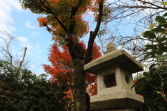秋の葉と秋の空