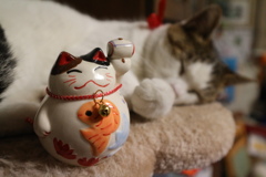 招かれた