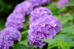 大平山神社の紫陽花3