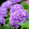 大平山神社の紫陽花3