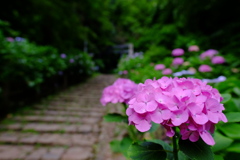 大平山神社の紫陽花2