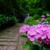 大平山神社の紫陽花2