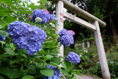 大平山神社の紫陽花1