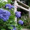 大平山神社の紫陽花1