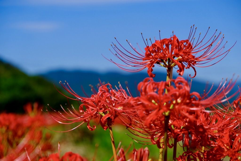 彼岸花